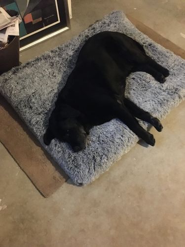 Customer photo review of PaWz  Multimat