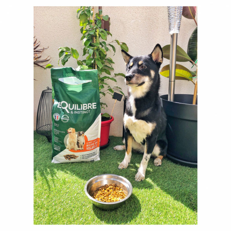 Customer photo review of Croquettes de volaille riches en ingrédients frais - Moy. / Grande taille (chien adulte)