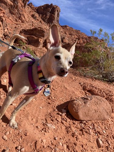 Customer photo review of Explorer Silicone