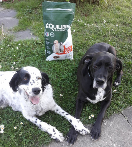 Customer photo review of Croquettes de volaille riches en ingrédients frais - Moy. / Grande taille (chien adulte)