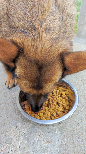 Customer photo review of Croquettes de volaille riches en ingrédients frais - Moy. / Grande taille (chien adulte)