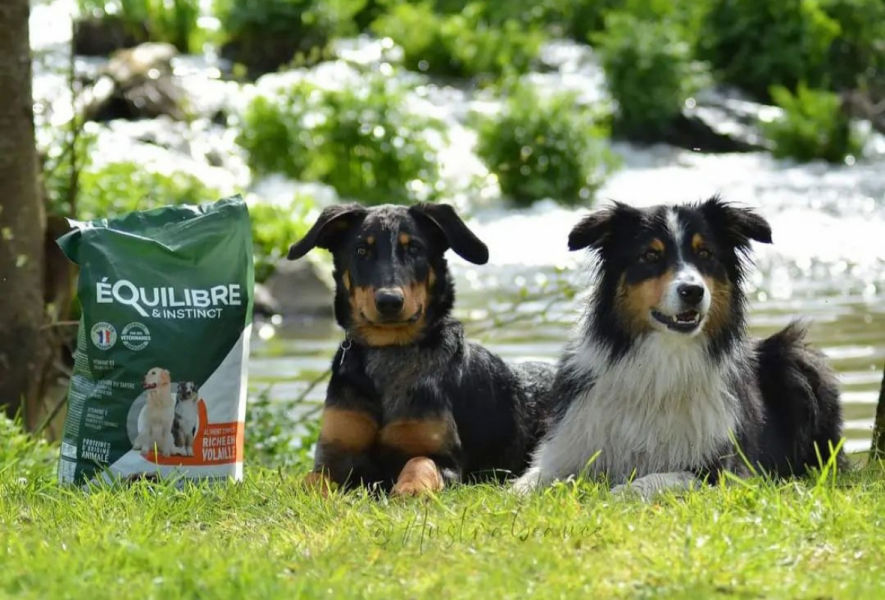 Customer photo review of Croquettes de volaille riches en ingrédients frais - Moy. / Grande taille (chien adulte)