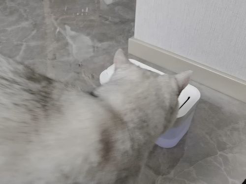 Customer photo review of Michu Cordless & Rechargeable Battery Operated Automatic Pet Water Fountain, Wireless and USB Charging