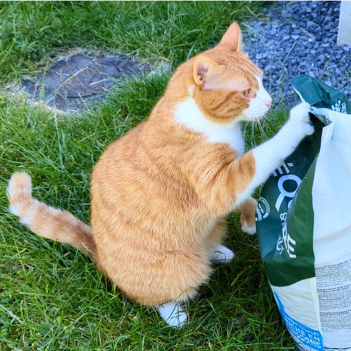 Customer photo review of Croquettes riches en poissons blancs frais (chat stérilisé)