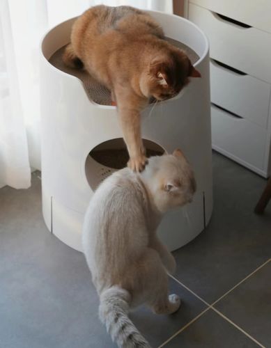 Customer photo review of Mayitwill XL Castle 2 in 1 Front-Entry Cat Litter Box with Scratch Basin, Scoop included, White
