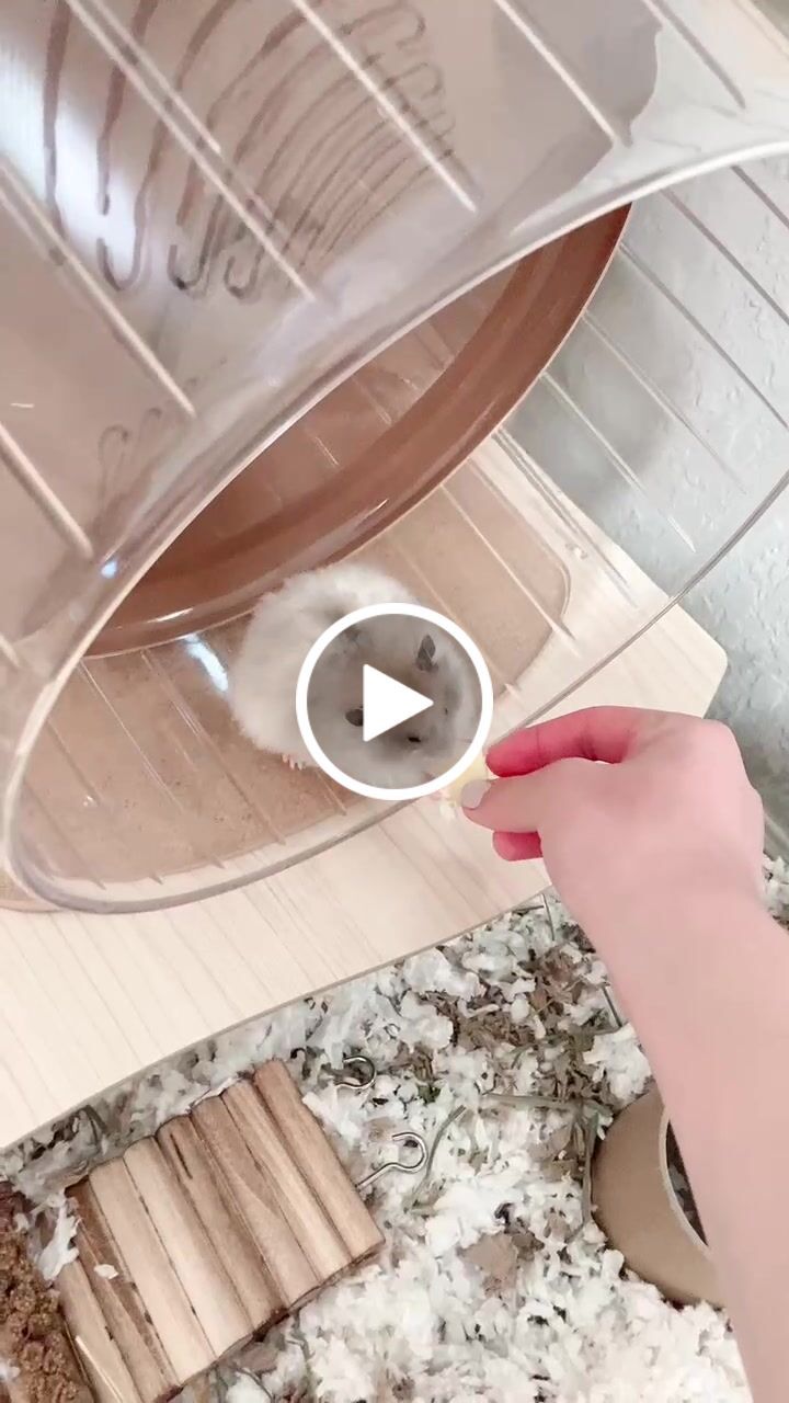Customer video review of Niteangel Super-Silent Hamster Exercise Wheels