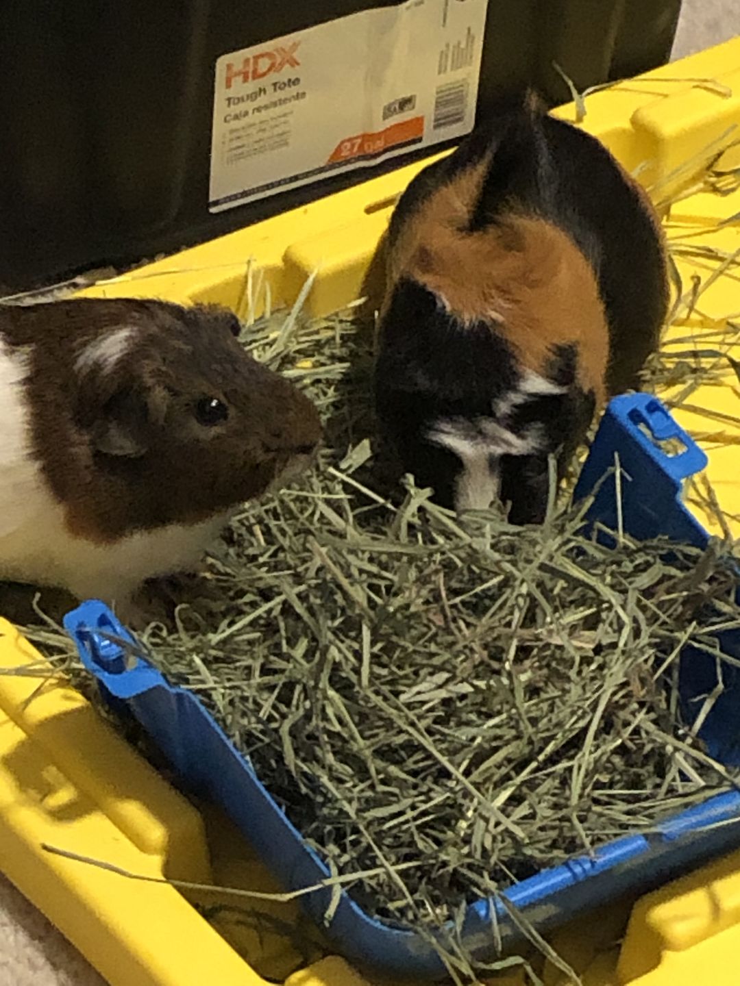 Customer photo review of GuineaDad Treat Sampler