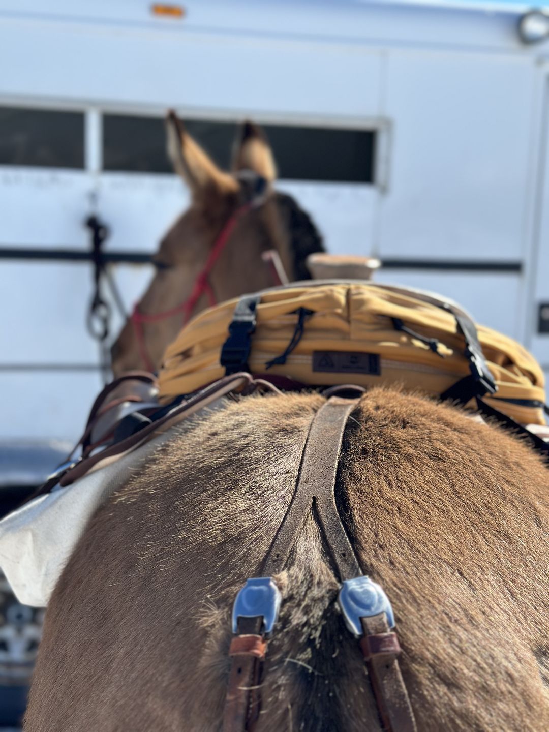 Customer photo review of The Brumby