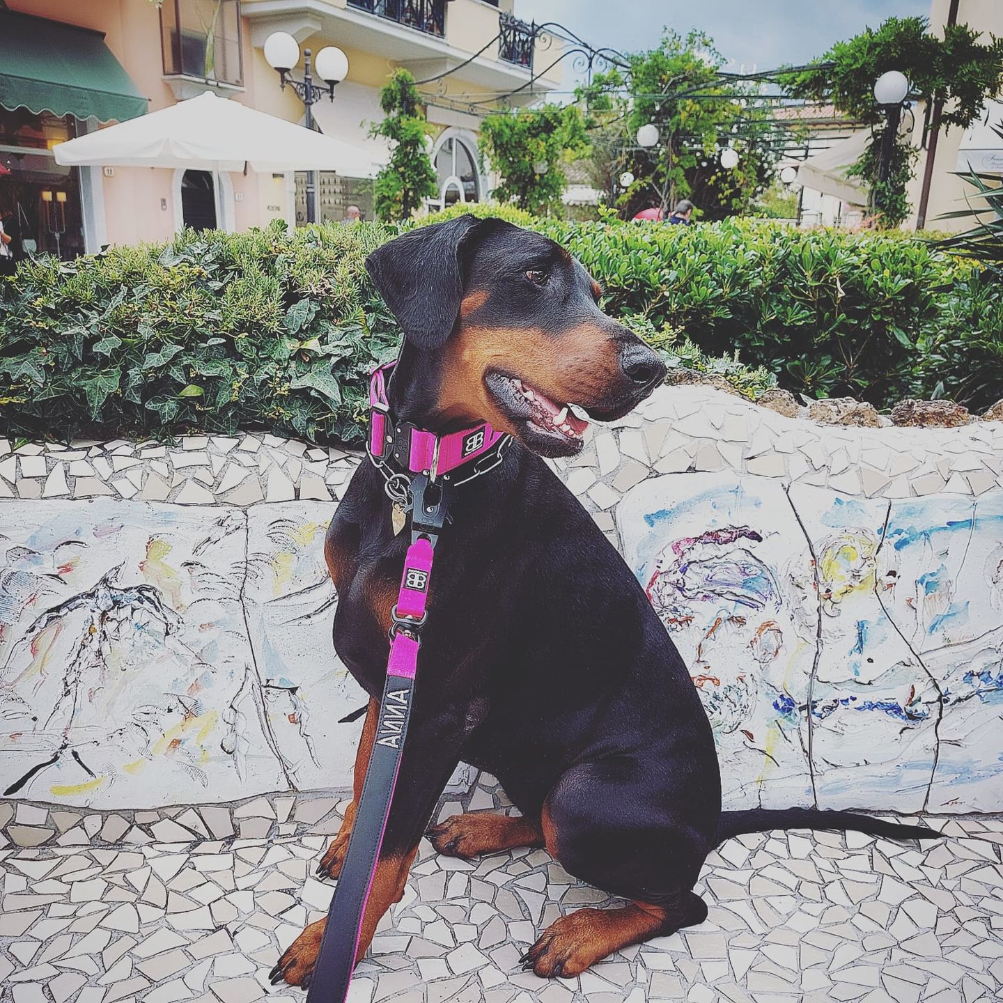 Customer photo review of 4cm Combat® Collar | Rated Clip - NO HANDLE - Magentas v2.0