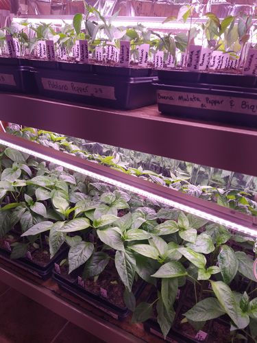 undefined review of Gaia Green Organic All Purpose Fertilizer 4-4-4 image 1 out of 1