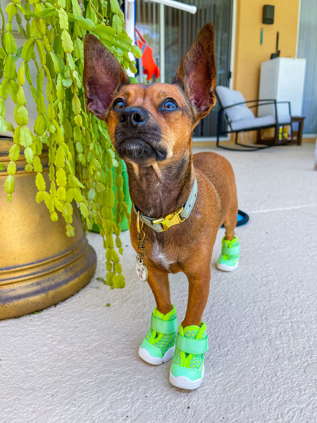 Customer photo review of Caesar 1S