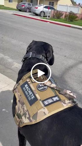 Customer video review of Custom Hook & Loop Patch For Harness (1 Pair)