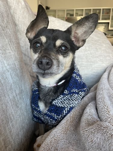 Customer photo review of Playa Poncho - Surprise Color