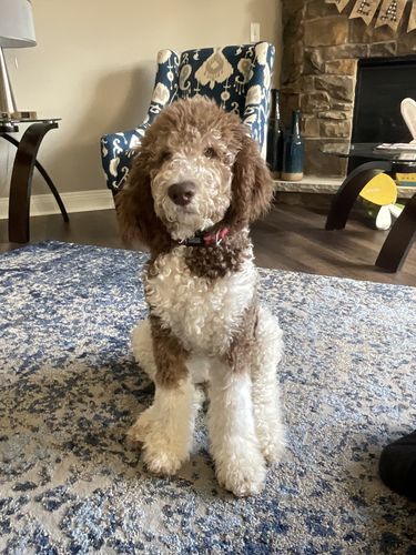 Customer photo review of Just Paws