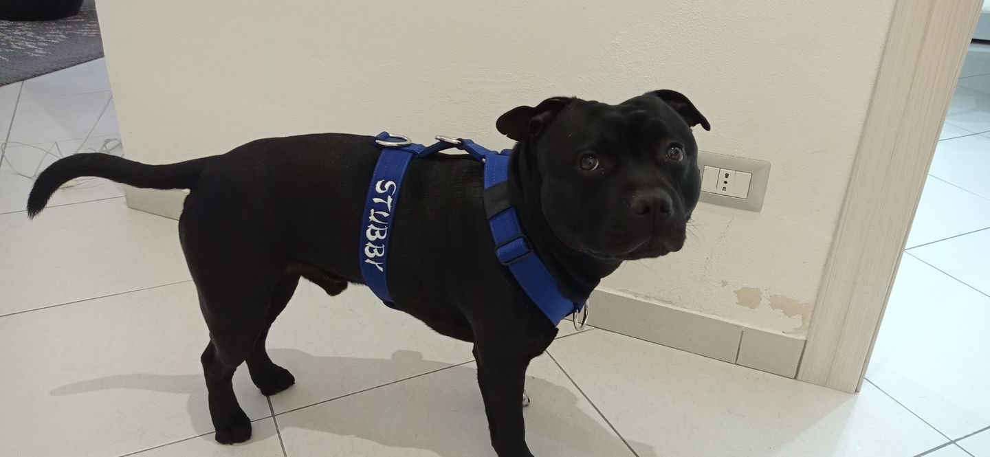 Customer photo review of TRI-Harness® | Anti-Pull, Adjustable & Durable - Dog Trainers Choice -  Blue v2.0