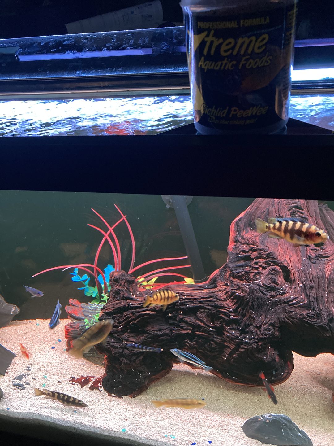 Customer photo review of Xtreme PeeWee Cichlid Fish Food