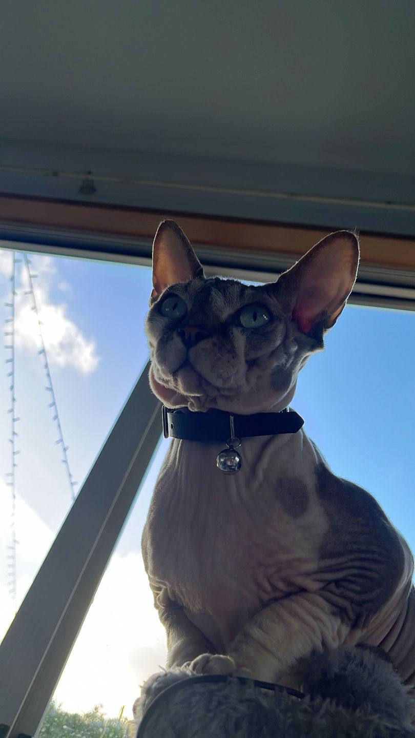 Customer photo review of Leather Cat Collar with Nameplate - Custom Sized