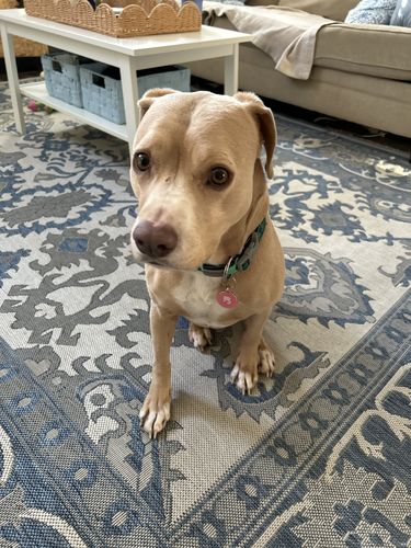 Customer photo review of Pink