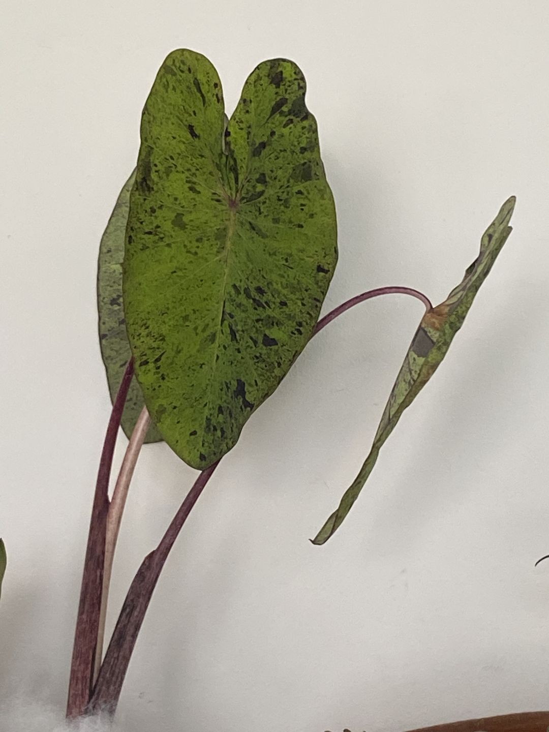Customer photo review of 4" Colocasia esculenta 'Mojito'
