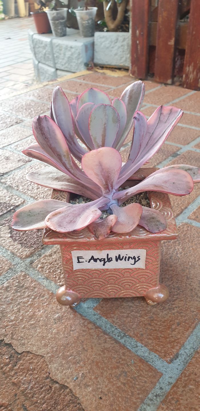 Customer photo review of Echeveria Angel Wings Variegated