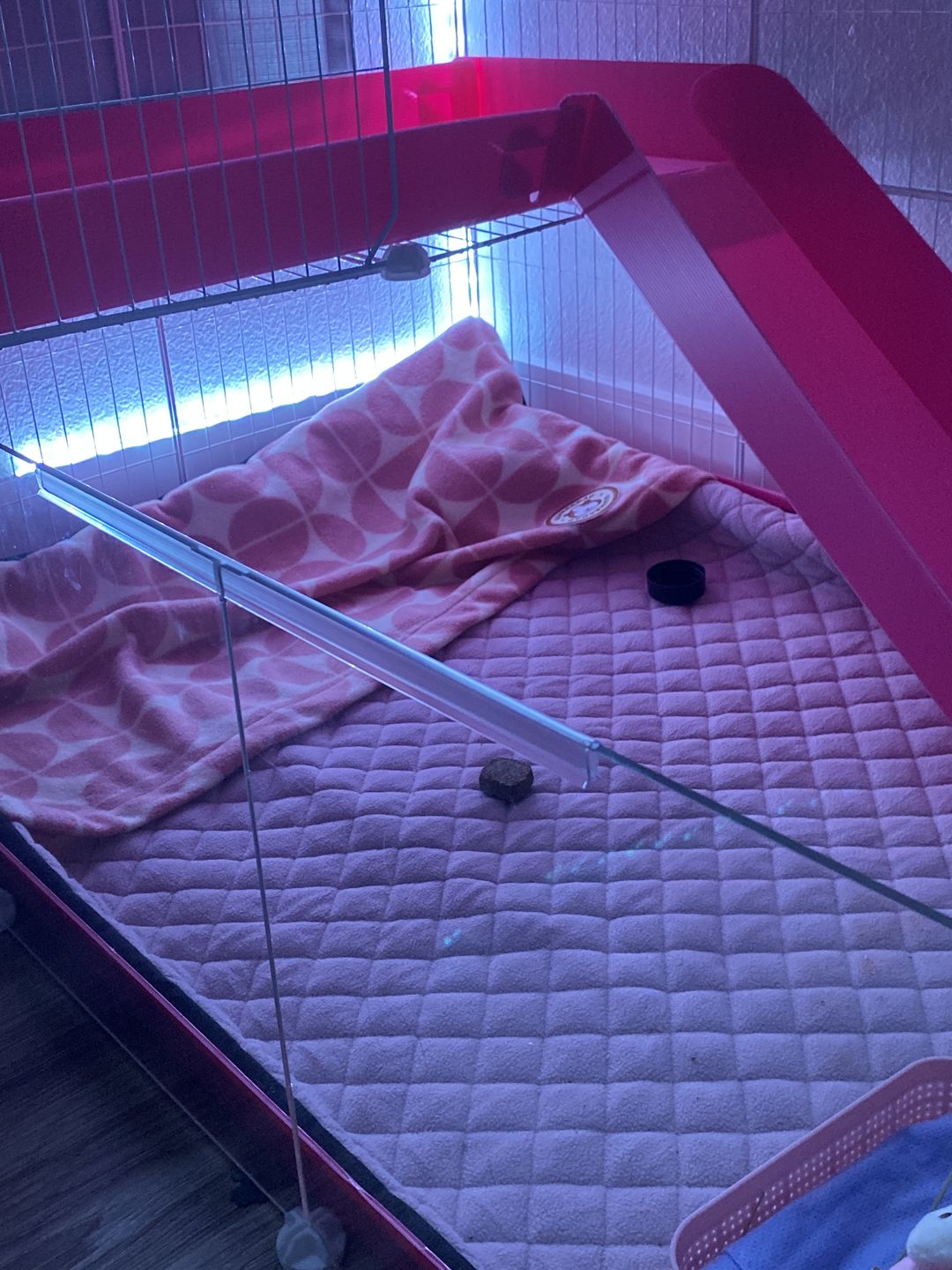 Customer photo review of Premium GuineaDad Liner