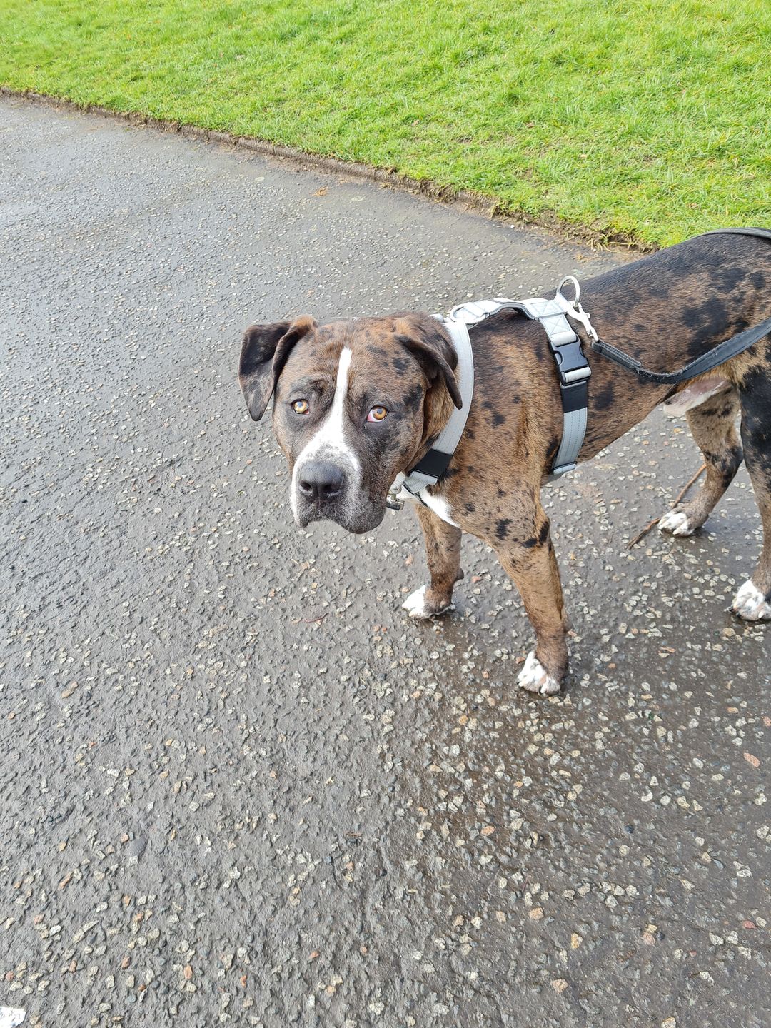 Customer photo review of TRI-Harness® | Anti-Pull, Adjustable & Durable - Dog Trainers Choice - Metal Grey v2.0