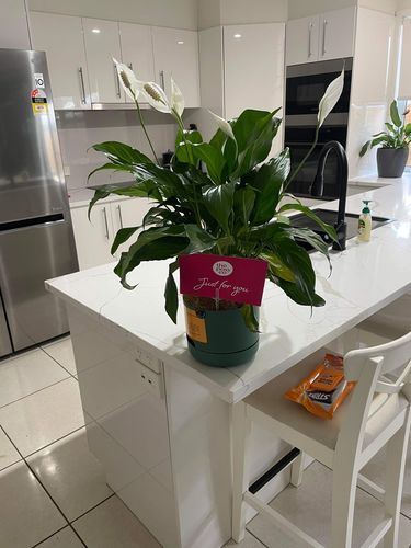 Customer photo review of Peace Lily