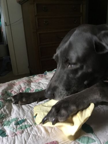 Customer photo review of Cow Ears For Dogs