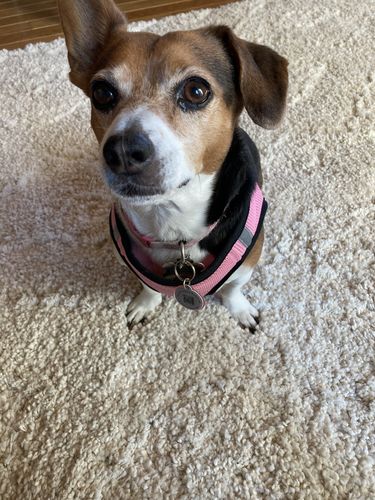 Customer photo review of Pink