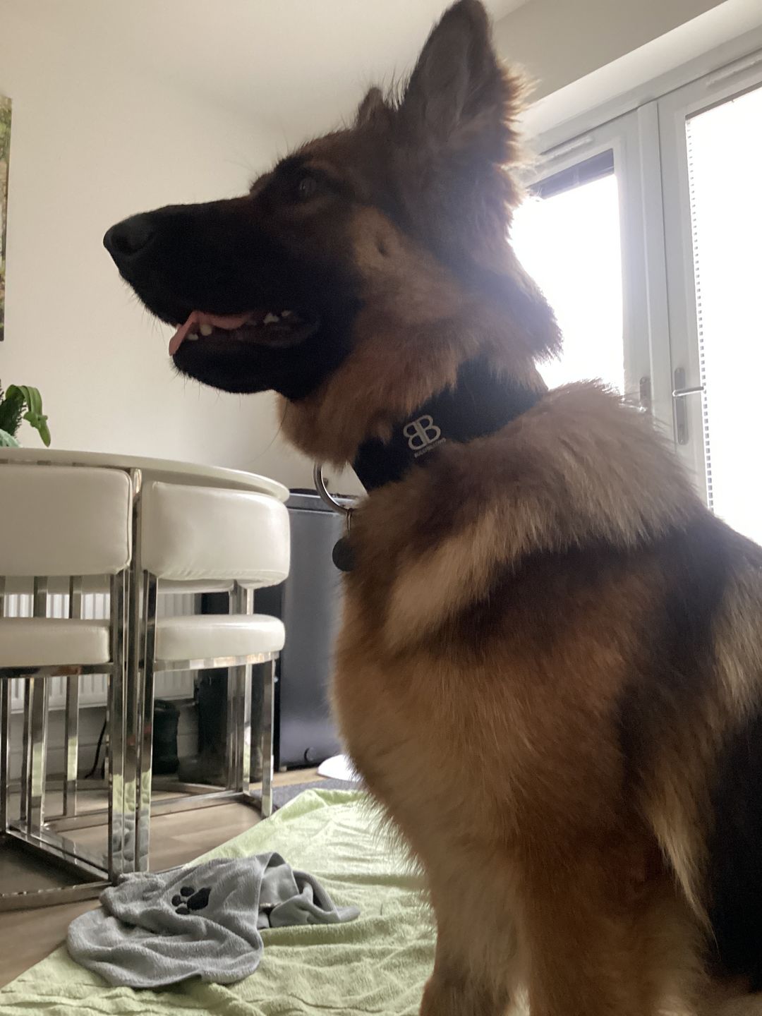 Customer photo review of 5cm Combat® Collar | Rated Clip - NO HANDLE - Black v2.0