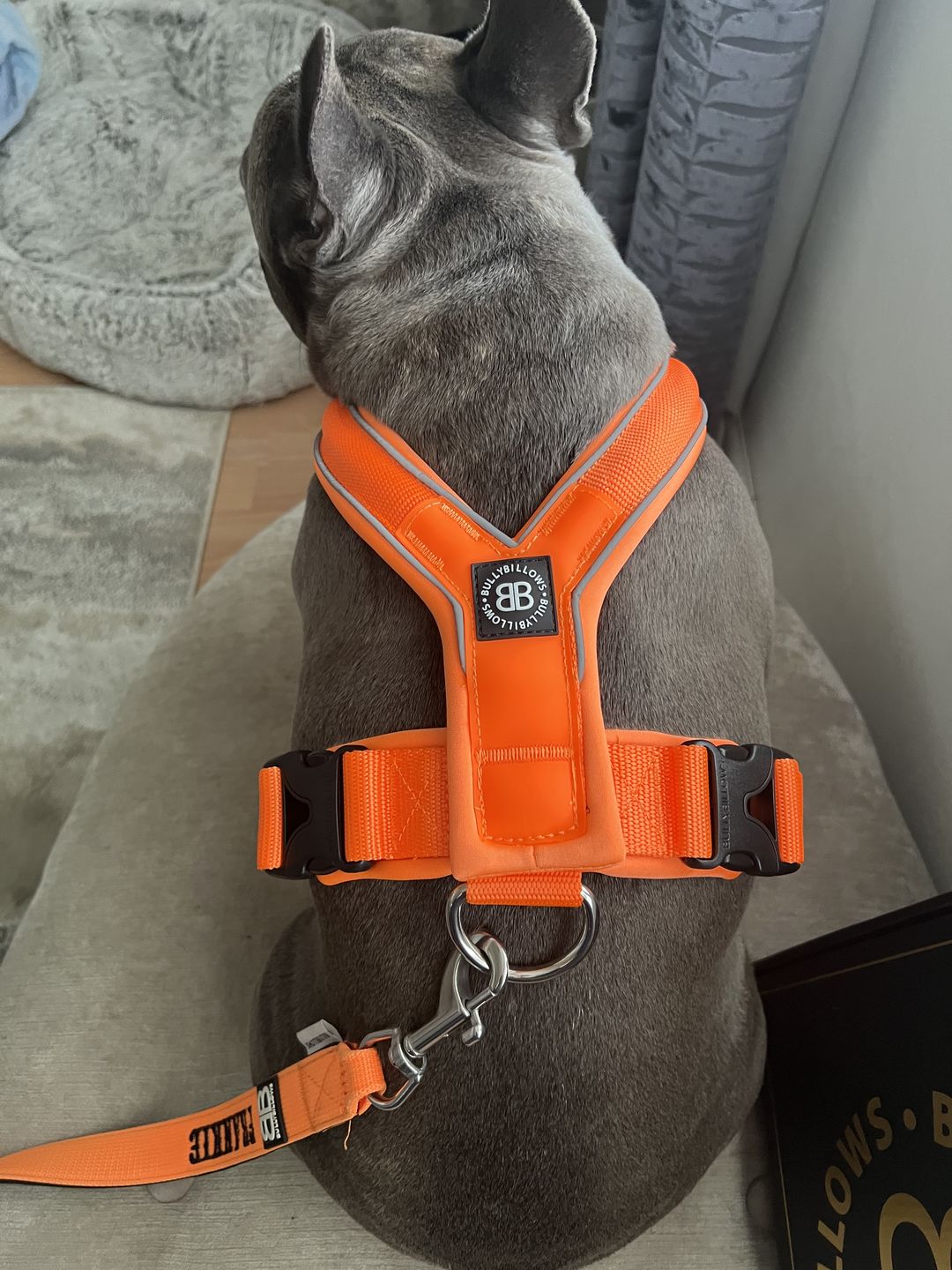 Customer photo review of RR - Slip on Padded Comfort Harness | Non Restrictive & Reflective - Orange