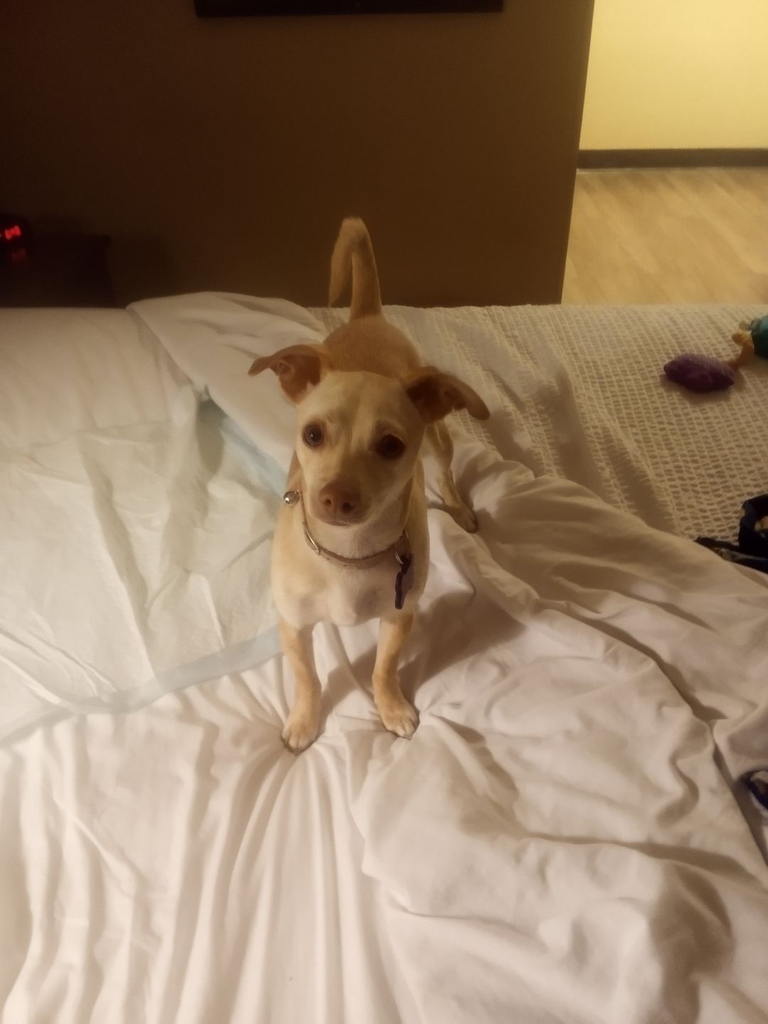 Customer photo review of KING KALM™ CBD 75mg - Small Size Dog & Cat Formula - 2.5mgs of CBD per each 1ml.