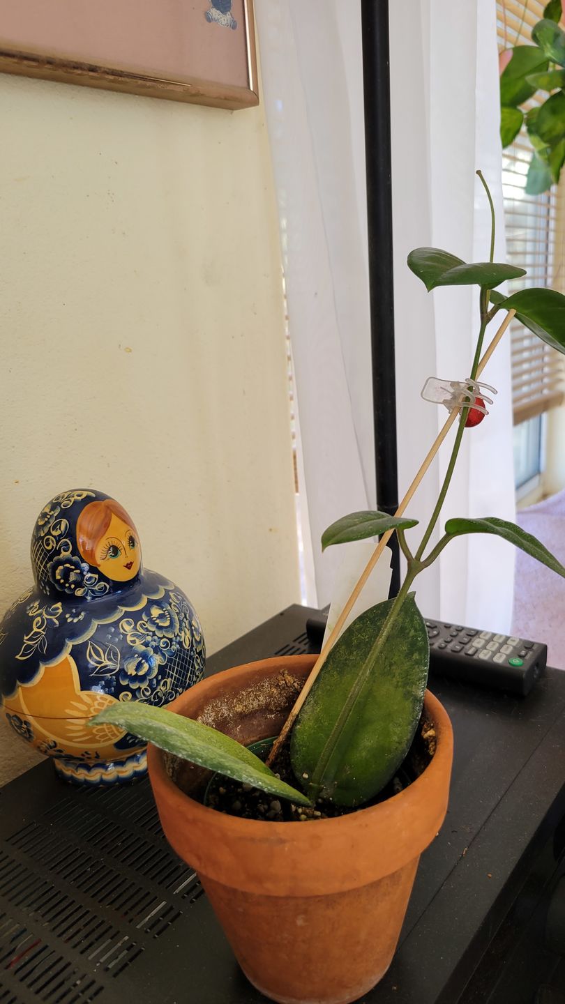 Customer photo review of 3" Hoya fungii