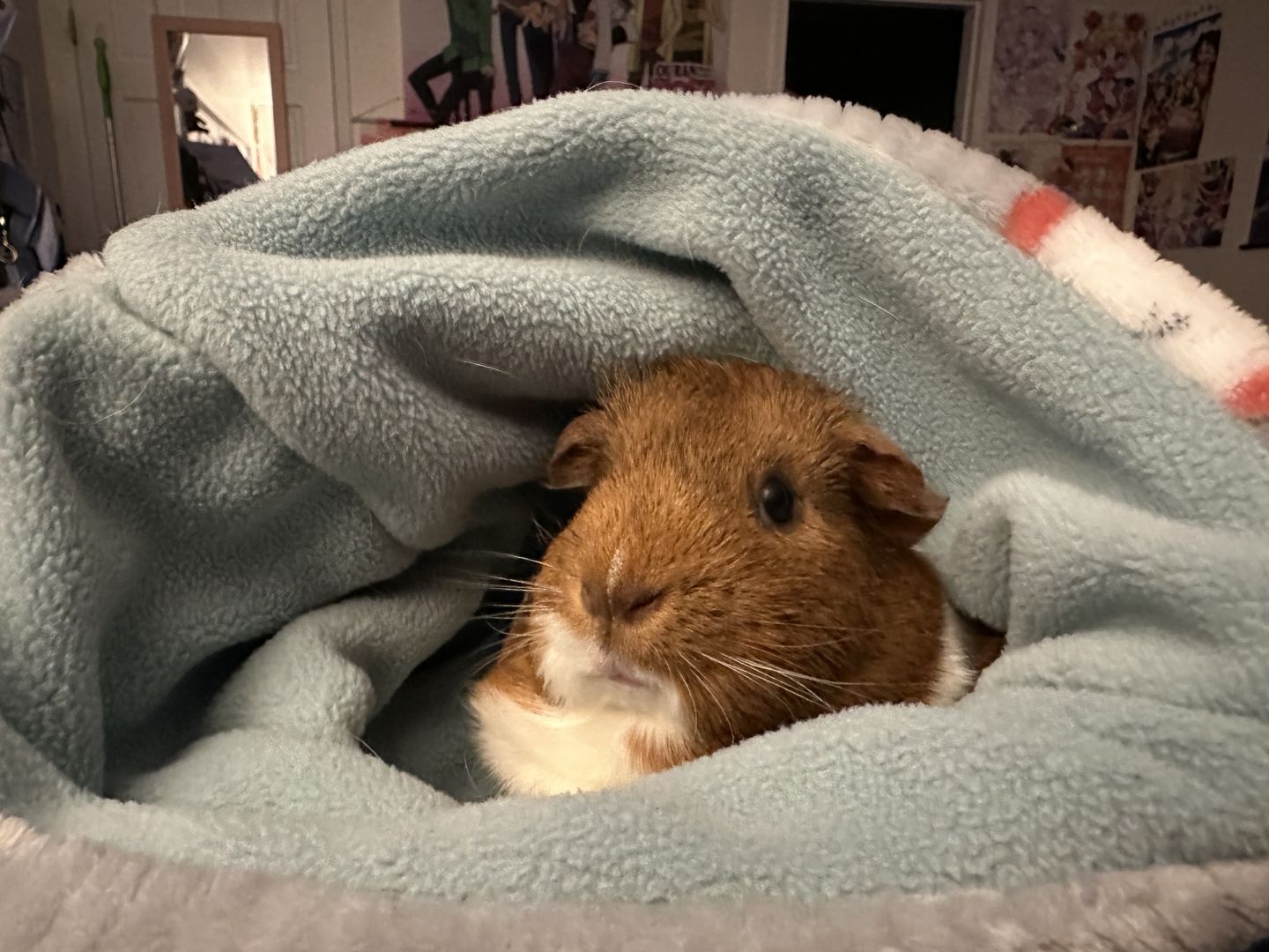 Customer photo review of Offbeat Club Piggy Play Package