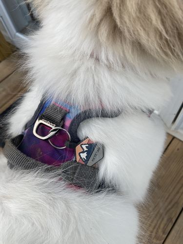 Customer photo review of Explorer Silicone