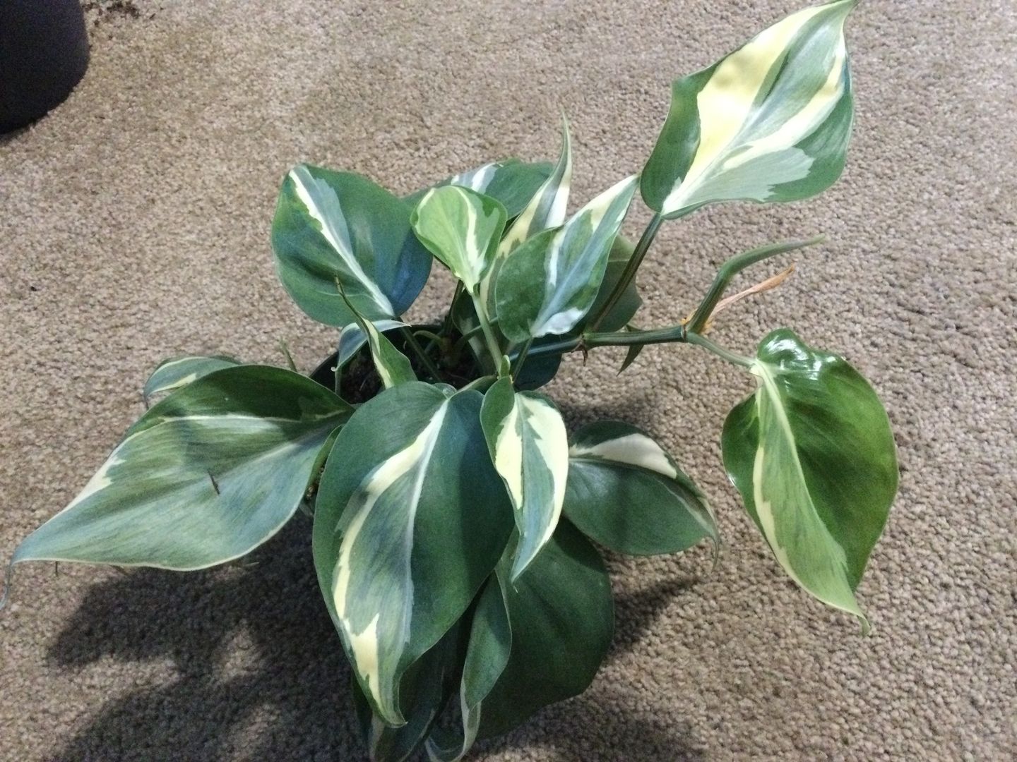 Customer photo review of 4" Philodendron hederaceum 'Rio'