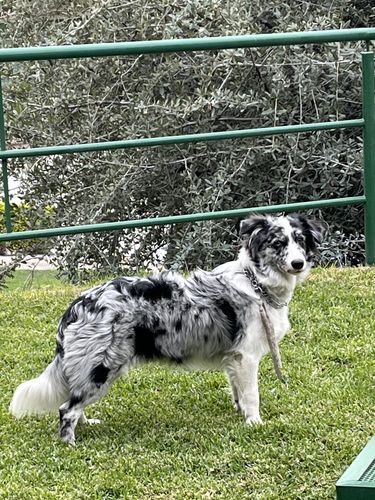 Customer photo review of Bravecto® 20 a 40 kg