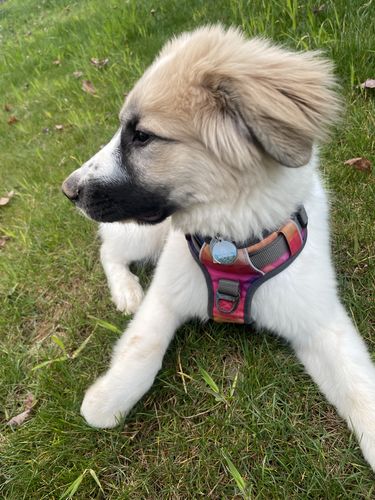 Customer photo review of Explorer