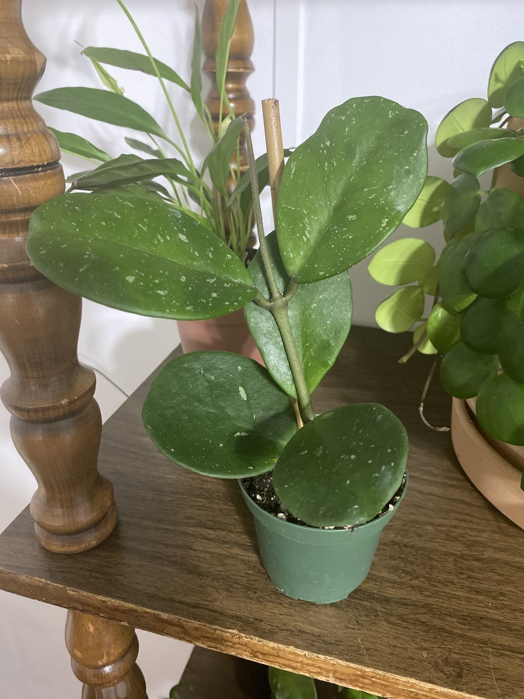 Customer photo review of 3" Hoya obovata