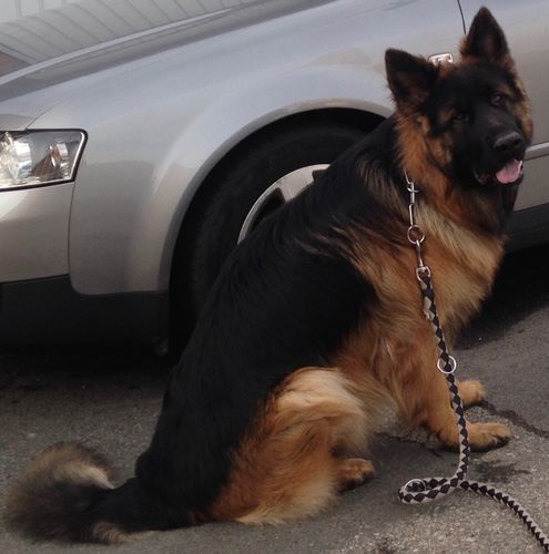 Customer photo review of Collier Anti Aboiement PuppySafe