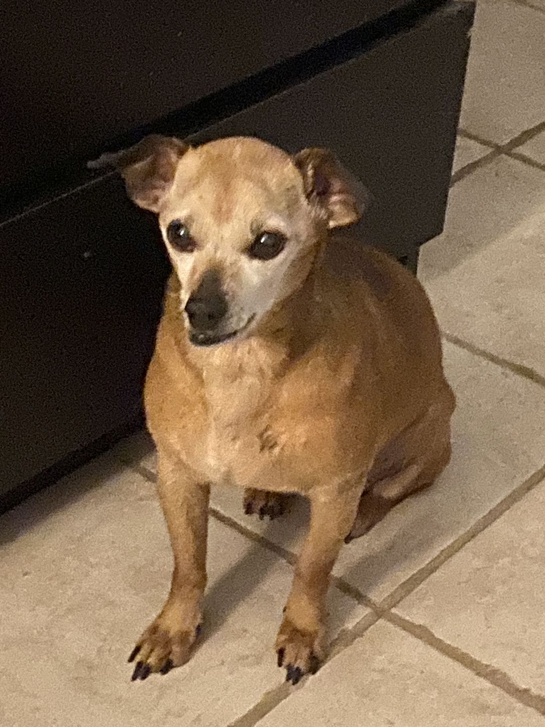 Customer photo review of Royal Canin Veterinary Diet - Hepatic Canned Dog Food