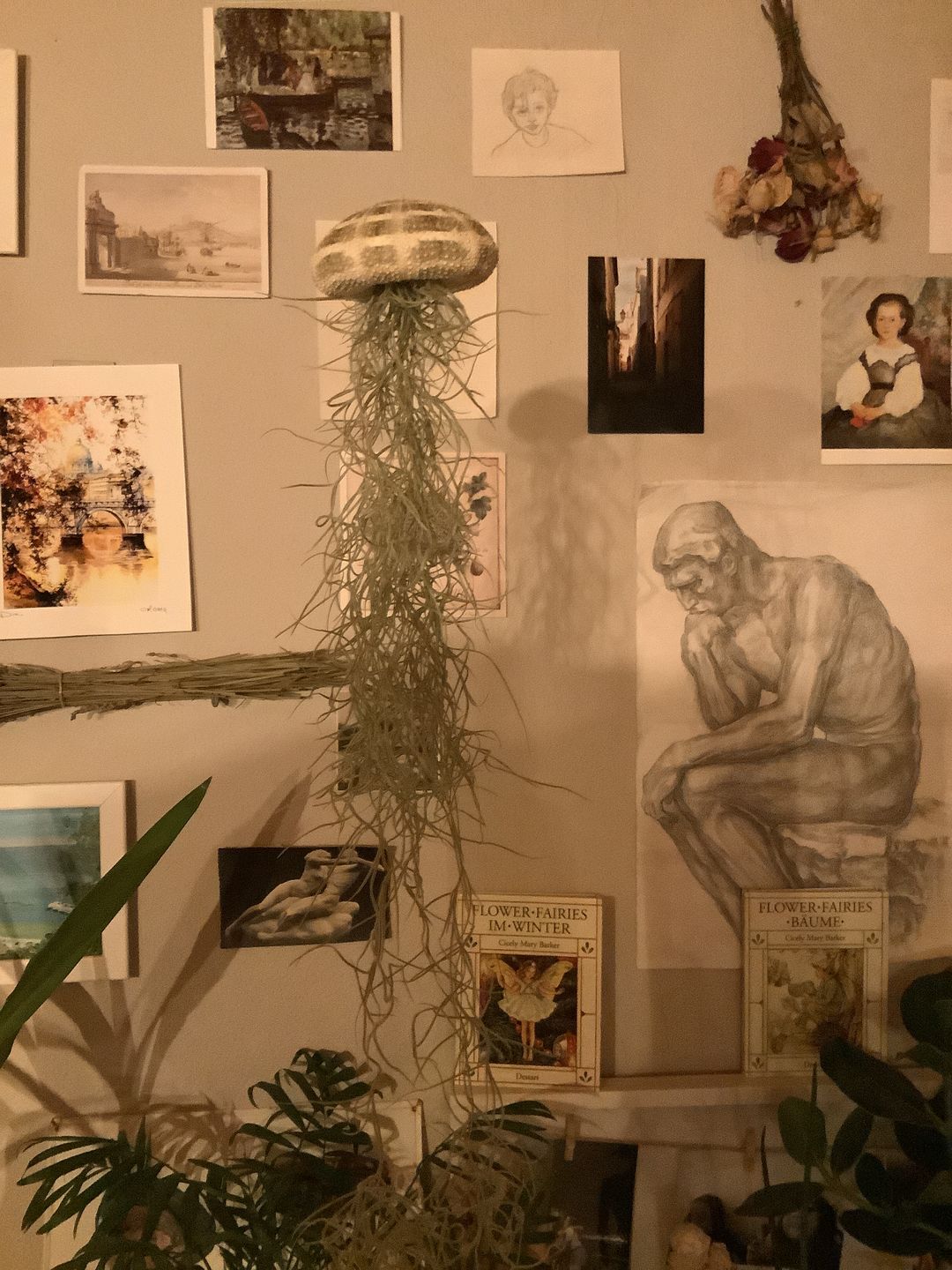 Customer photo review of Tillandsia caput medusae