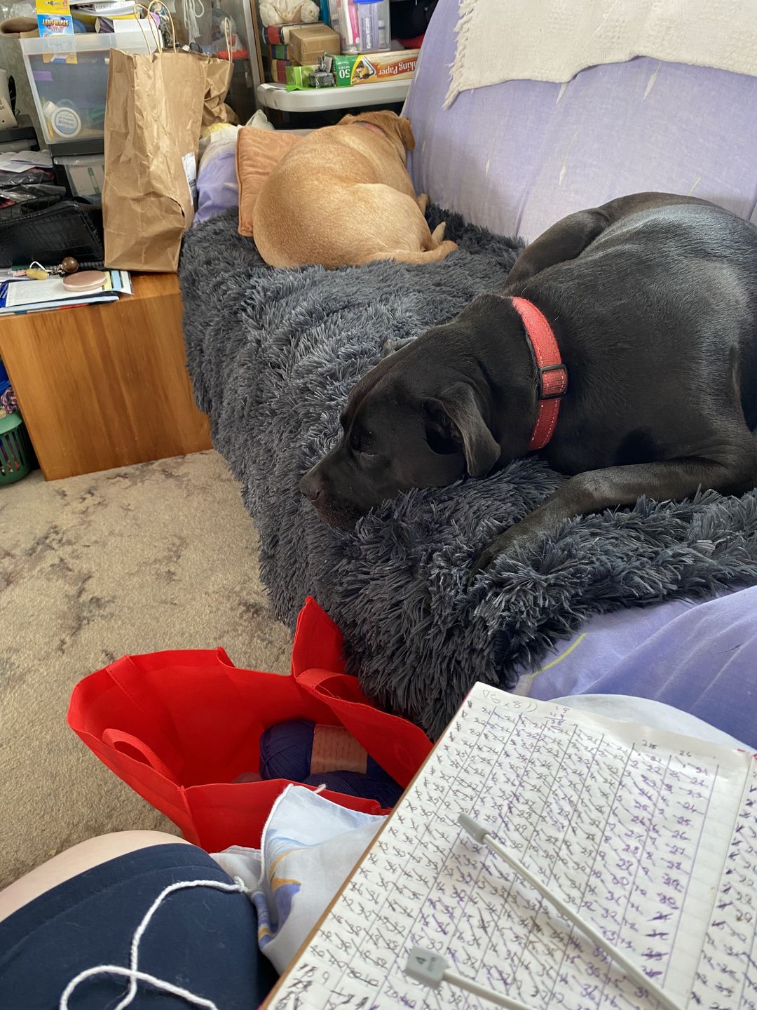 Customer photo review of Matching Calming Blanket