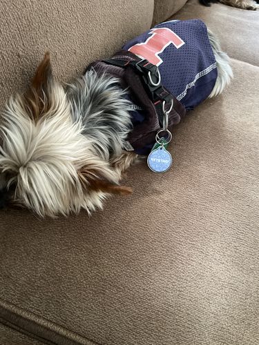 Customer photo review of Just Paws