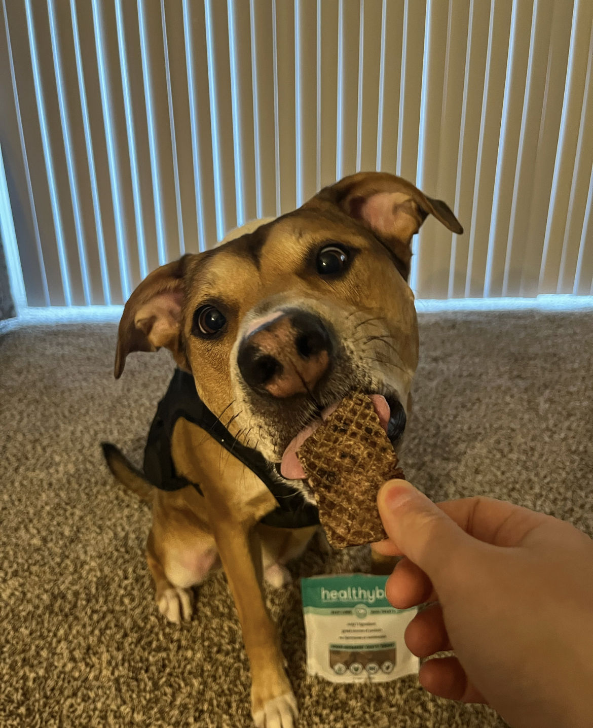 Customer video review of Beef Lung Wafers