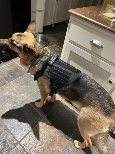 Customer photo review of Classic Heavy-Duty Tactical No-Pull Team K9™ Dog Harness With Front & Back D-Rings, Quick-Release Metal-Buckles, Hook & Loop Panels, & Top Handle