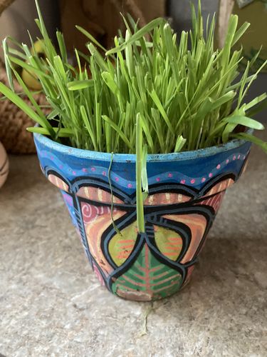 Customer photo review of Cat Grass Seeds Bulk