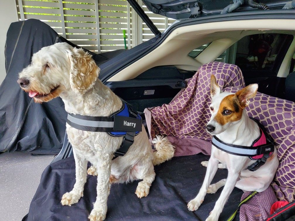 Customer photo review of Safety No Pull Dog Harness