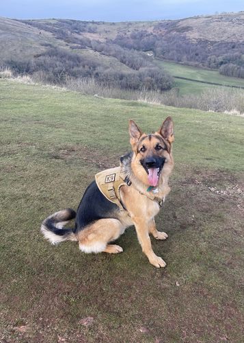Customer photo review of Classic Heavy-Duty Tactical No-Pull Team K9™ Dog Harness With Front & Back D-Rings, Quick-Release Metal-Buckles, Hook & Loop Panels, & Top Handle