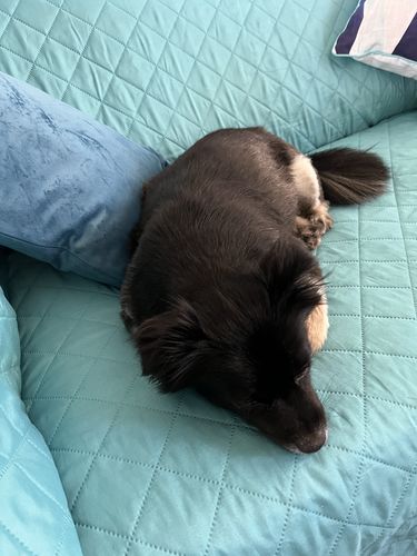 Customer photo review of Pets Waterproof Sofa Cover - 50% Off Today Only